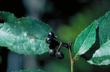 APII jpeg image of Grewia papuana  © contact APII