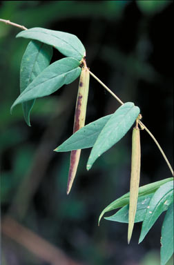 APII jpeg image of Parsonsia lenticellata  © contact APII