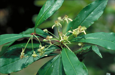 APII jpeg image of Tasmannia membranea  © contact APII