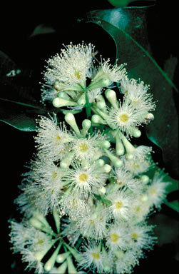 APII jpeg image of Syzygium claviflorum  © contact APII