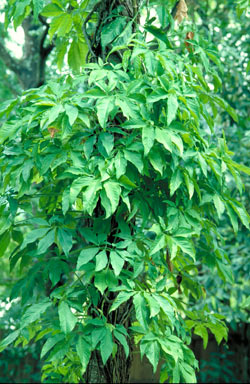 APII jpeg image of Syngonium podophyllum  © contact APII