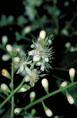 APII jpeg image of Symplocos cochinchinensis var. pilosiuscula  © contact APII