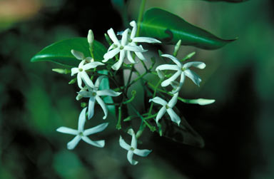 APII jpeg image of Jasminum simplicifolium subsp. australiense  © contact APII