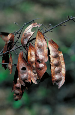 APII jpeg image of Caesalpinia hymenocarpa  © contact APII