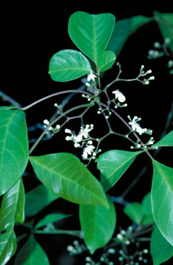 APII jpeg image of Vitex melicopea  © contact APII