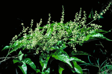 APII jpeg image of Petraeovitex multiflora  © contact APII