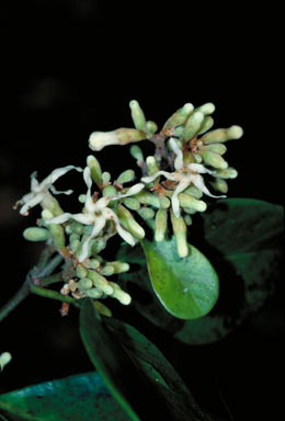 APII jpeg image of Ichnocarpus rhombifolius  © contact APII