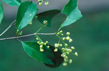 APII jpeg image of Levieria acuminata  © contact APII