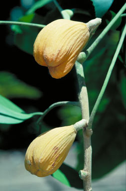 APII jpeg image of Dysoxylum latifolium  © contact APII