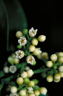 APII jpeg image of Emmenosperma cunninghamii  © contact APII