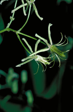 APII jpeg image of Clematis pickeringii  © contact APII