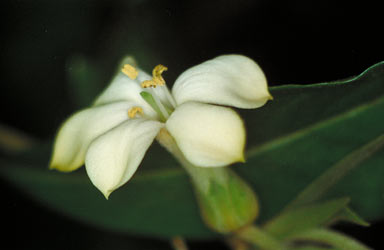 APII jpeg image of Hymenosporum flavum  © contact APII