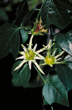 APII jpeg image of Passiflora herbertiana  © contact APII