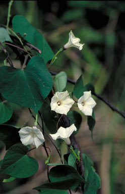 APII jpeg image of Ipomoea obscura  © contact APII