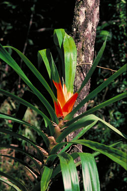 APII jpeg image of Freycinetia marginata  © contact APII