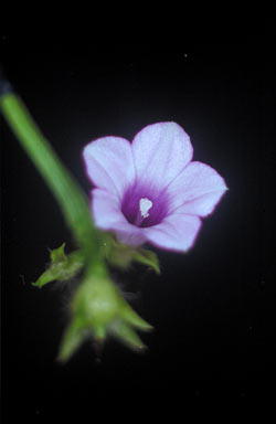 APII jpeg image of Ipomoea triloba  © contact APII