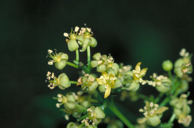 APII jpeg image of Guilfoylia monostylis  © contact APII