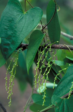 APII jpeg image of Dioscorea transversa  © contact APII