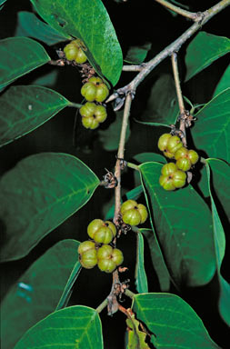 APII jpeg image of Cleistanthus peninsularis  © contact APII