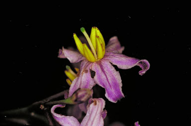 APII jpeg image of Solanum viridifolium  © contact APII