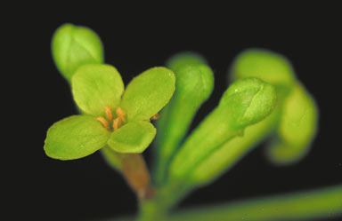 APII jpeg image of Wikstroemia indica  © contact APII