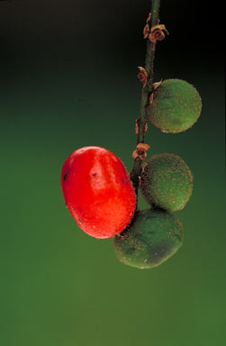 APII jpeg image of Ripogonum elseyanum  © contact APII