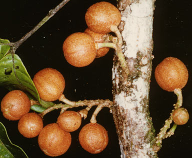 APII jpeg image of Dysoxylum parasiticum  © contact APII