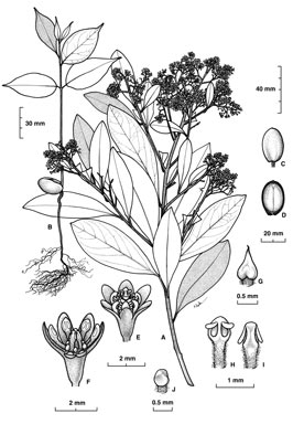 APII jpeg image of Cryptocarya angulata  © contact APII