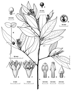 APII jpeg image of Cryptocarya bamagana  © contact APII