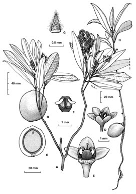 APII jpeg image of Endiandra jonesii  © contact APII