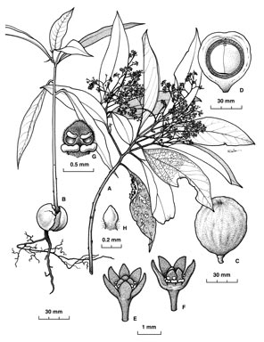 APII jpeg image of Endiandra palmerstonii  © contact APII