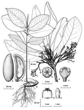 APII jpeg image of Endiandra phaeocarpa  © contact APII