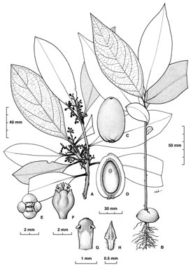 APII jpeg image of Endiandra xanthocarpa  © contact APII