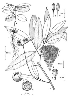 APII jpeg image of Syzygium puberulum  © contact APII