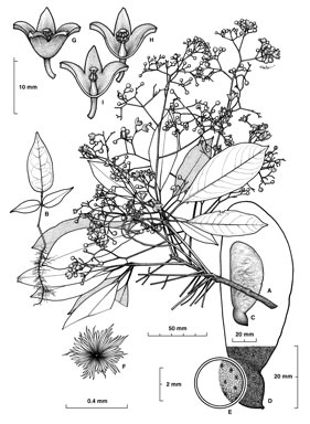 APII jpeg image of Argyrodendron sp. Penta Tulip Oak (B.P.Hyland 2565RFK)  © contact APII