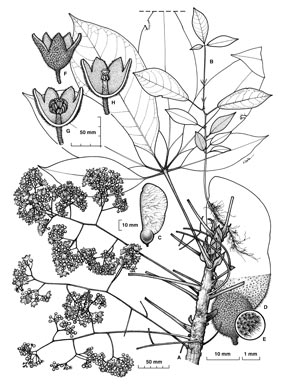 APII jpeg image of Argyrodendron sp. Whyanbeel (B.P.Hyland,<br/>RFK 1106)  © contact APII