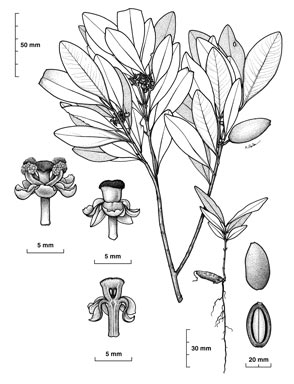 APII jpeg image of Garcinia sp. Davies Creek (J.G.Tracey 14745)  © contact APII