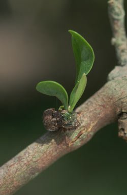 APII jpeg image of Dendrophthoe glabrescens  © contact APII