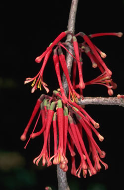 APII jpeg image of Amyema quaternifolia  © contact APII