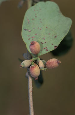 APII jpeg image of Amyema villiflora subsp. tomentilla  © contact APII