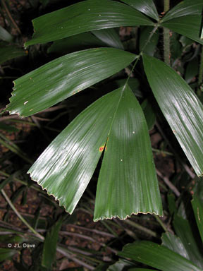 APII jpeg image of Calamus caryotoides  © contact APII