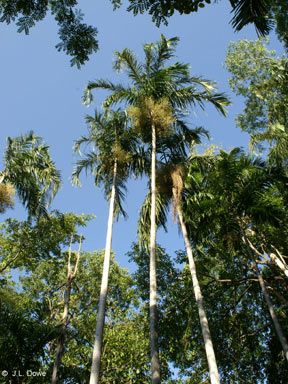 APII jpeg image of Carpentaria acuminata  © contact APII