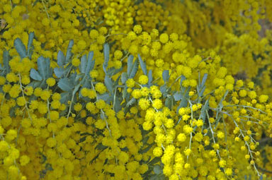 APII jpeg image of Acacia baileyana  © contact APII