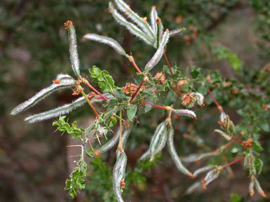 APII jpeg image of Acacia paradoxa  © contact APII