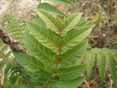 APII jpeg image of Ailanthus altissima  © contact APII