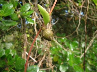 APII jpeg image of Anredera cordifolia  © contact APII