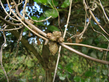 APII jpeg image of Anredera cordifolia  © contact APII