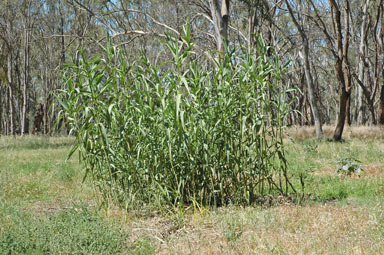 APII jpeg image of Arundo donax  © contact APII