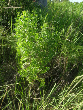 APII jpeg image of Baccharis halimifolia  © contact APII