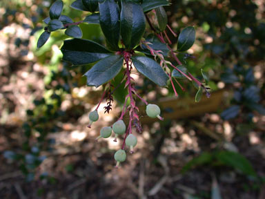 APII jpeg image of Berberis darwinii  © contact APII